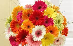 imagen 15