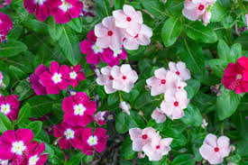imagen 26
